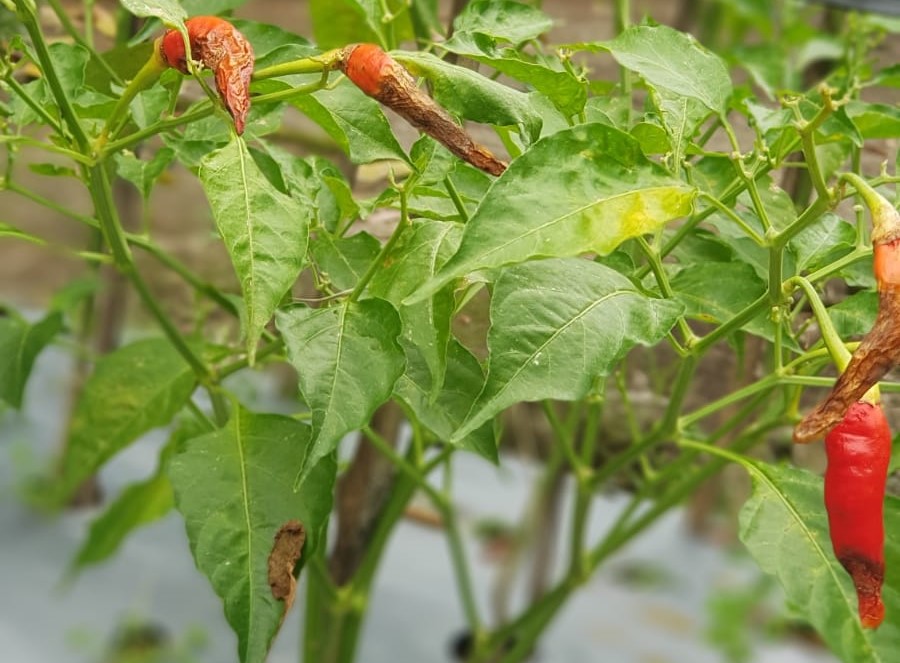 UPN VETERAN Yogyakarta